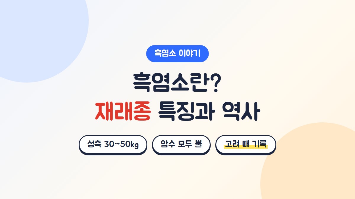 흑염소란? 재래흑염소 특징과 국내 사육 역사, 성축 30~50kg, 암수 모두 뿔, 고려 시대 기록