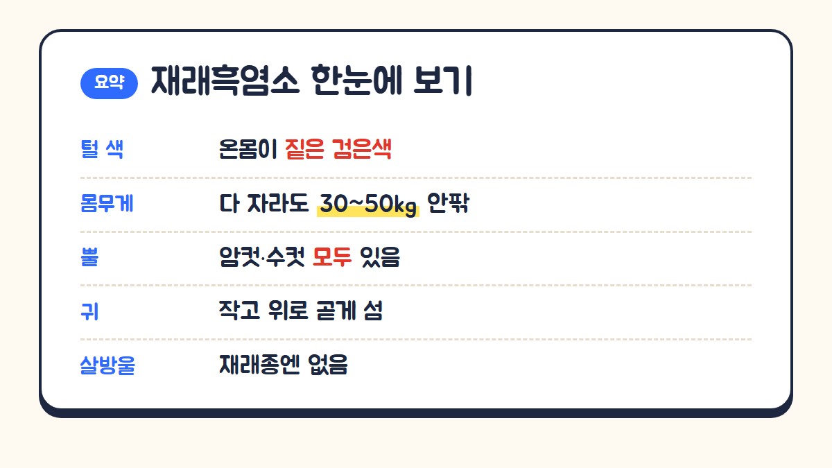 재래흑염소 한눈에 보기: 털은 짙은 검은색, 몸무게 30~50kg 안팎, 암수 모두 뿔, 귀는 작고 곧게 섬, 목 아래 살방울 없음