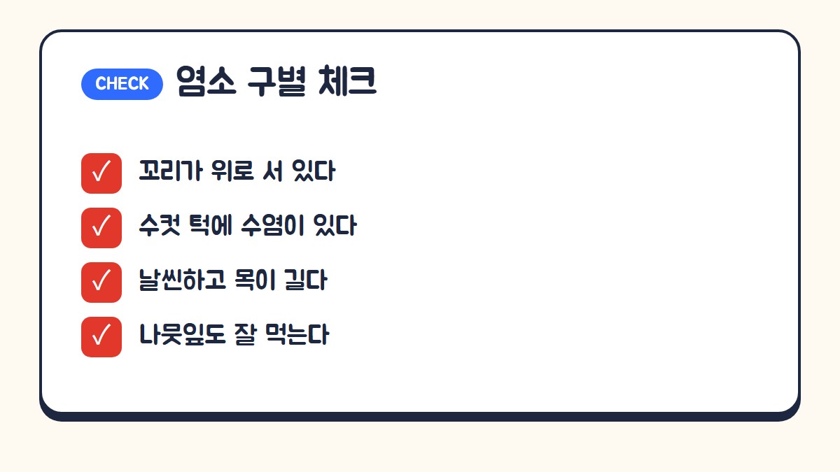 염소 구별 체크: 꼬리가 위로 서 있다, 수컷 턱에 수염이 있다, 날씬하고 목이 길다, 나뭇잎도 잘 먹는다